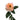 Melon Xpression Garden Rose