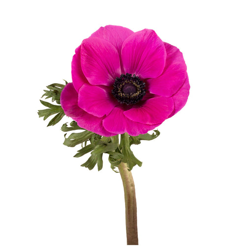 Hot Pink Anemones