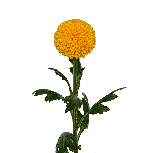 Disbud Ball Yellow Cap