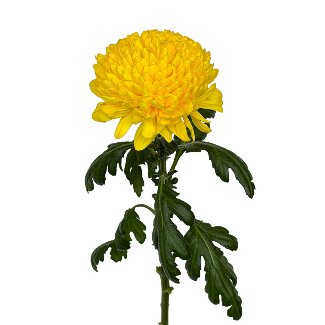 Cremon Gran Canaria | Sami Sacha Flowers