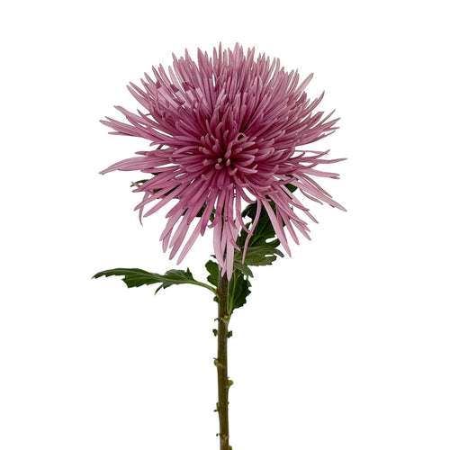 Tiana Spider Mums