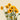 Spray Sunflower