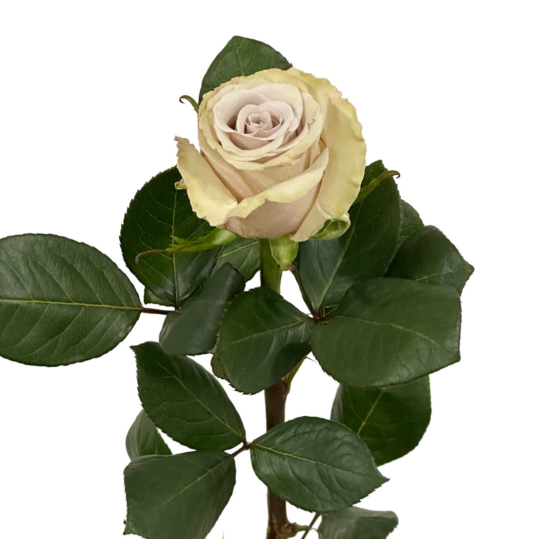 Silver Sand Rose | Sami Sacha Flowers