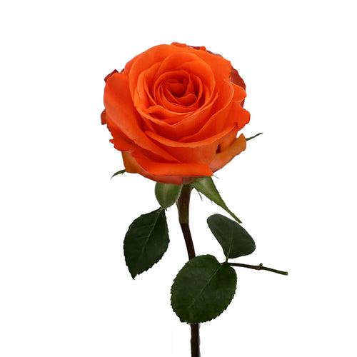 Carnelian Rose