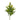 Solidago Golden Glory Select