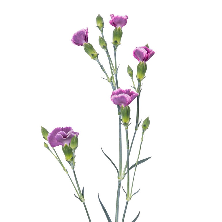 Solomio | Sami Sacha Flowers