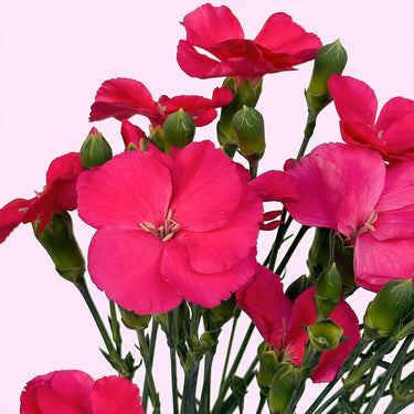Solomio | Sami Sacha Flowers