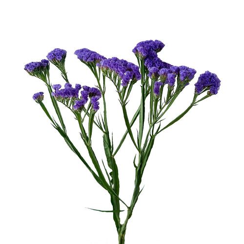 Blue Statice