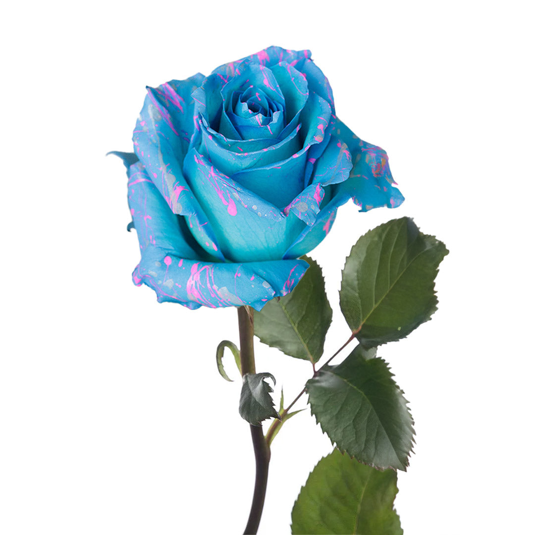 Blue T Intend Roses Tinted Roses | Sami Sacha Flowers