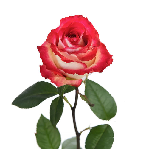 Cinderella Rose