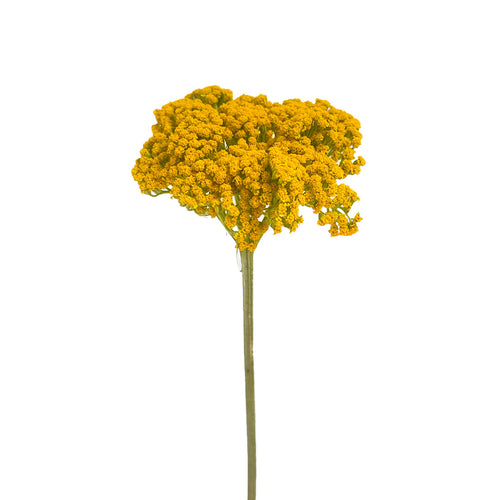 Achillea Yellow Yarrow