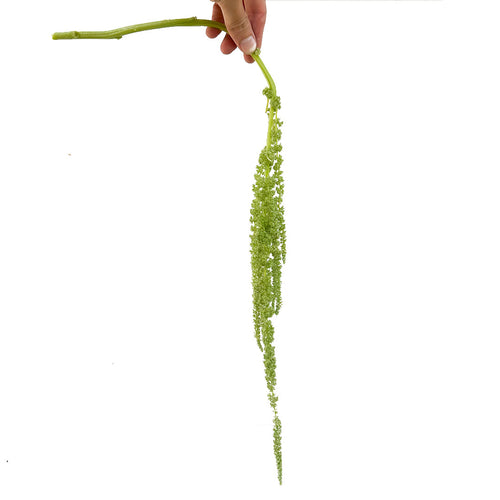 Green Tails Spray Amaranthus
