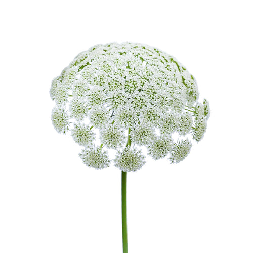 Queen Anne's Lace White