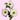Edge Light Pink Anemones
