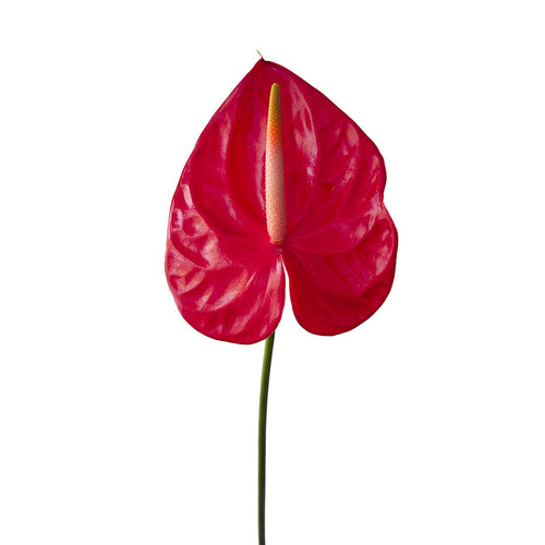Anthurium Tropical Red