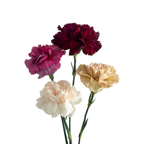 Assorted Carnations