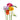Assorted Freesia
