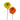 Assorted Marigold
