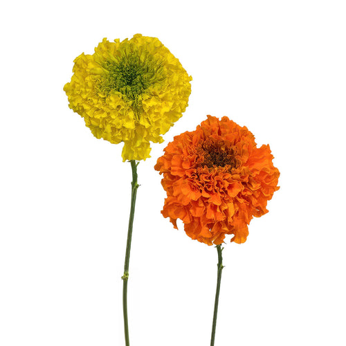 Assorted Marigold