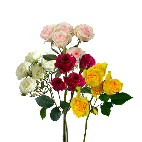 Assorted Spray Rose