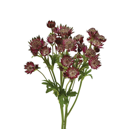 Burgundy Astrantia