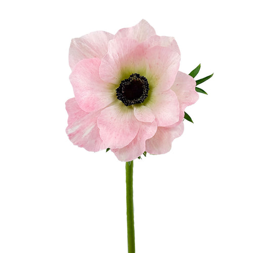 Baby Pink Anemones
