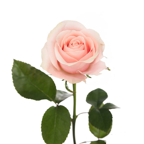 Believe in Pink Rose