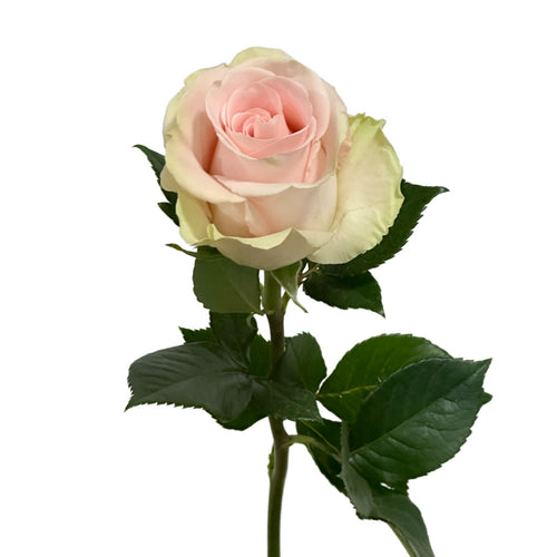 Blessing Rose