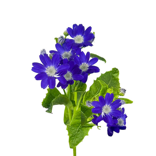 Blue Pericallis