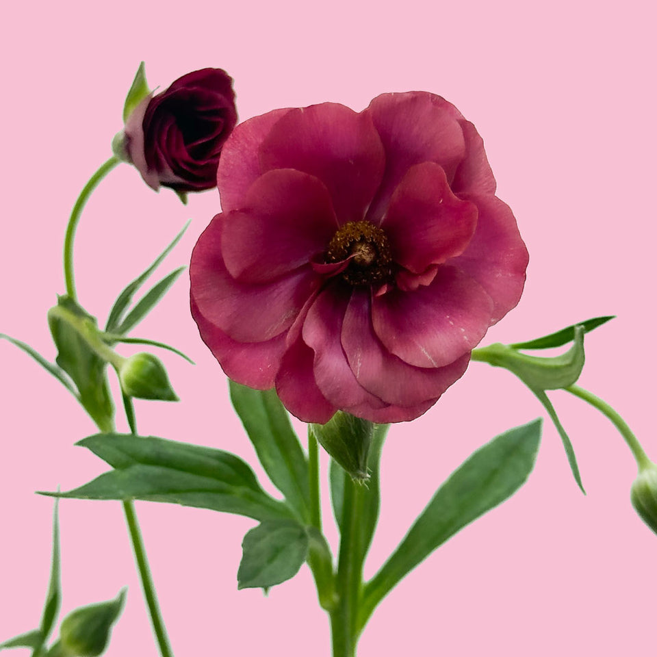 Butterfly Rinuculus Ranunculus Butterfly Raspberry | Sami Sacha Flowers