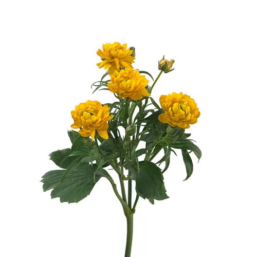 Ranunculus Butterfly Moderna Vivaldi