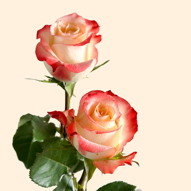 Cabaret Rose | Sami Sacha Flowers