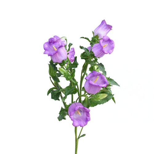 Campanula Lavender