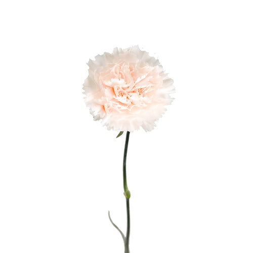 Brut Cream Carnation