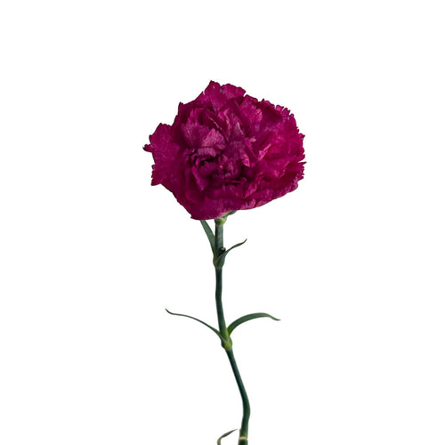 Purple Pixel Carnation