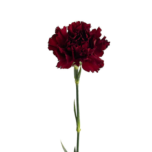 Red Velvet Carnation