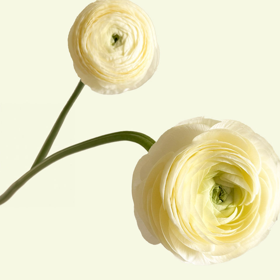 Cream Ranunculus | Sami Sacha Flowers