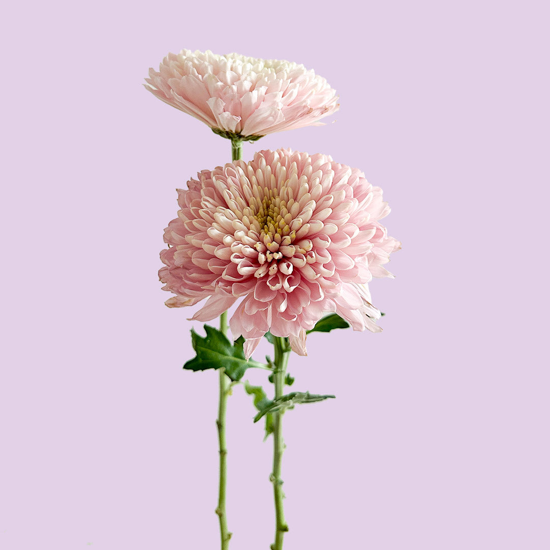 Empress Cremon | Sami Sacha Flowers