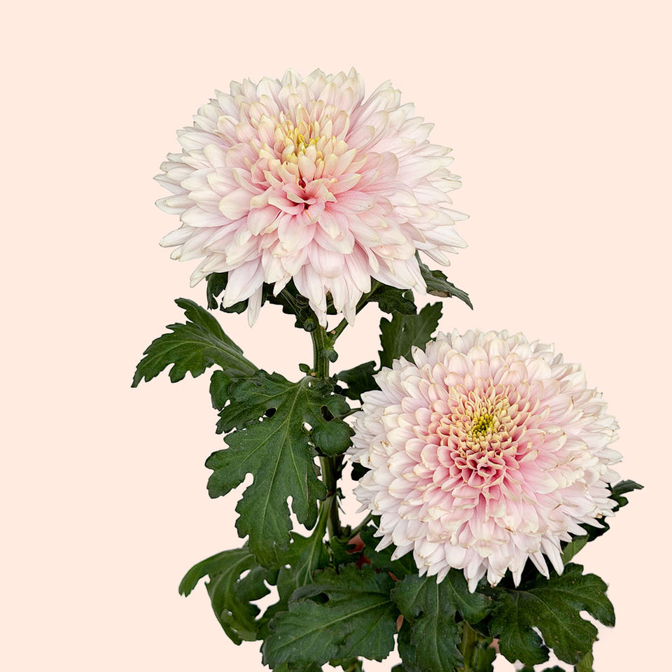Cremon Romancero | Sami Sacha Flowers
