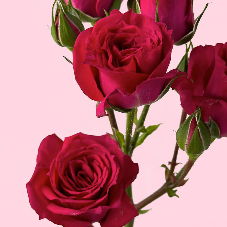 Spray Roses | Sami Sacha Flowers