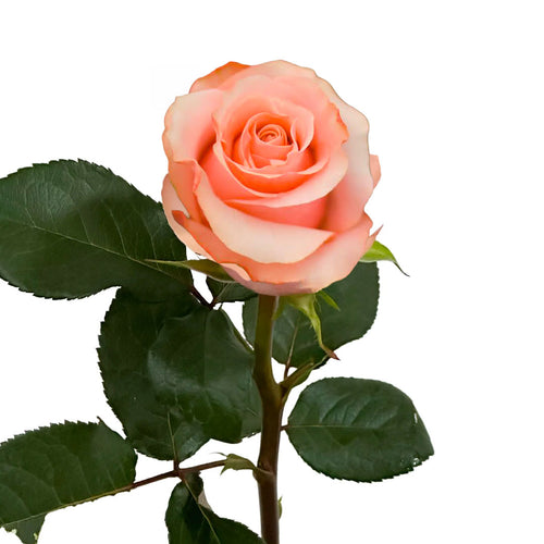 Be Sweet Rose