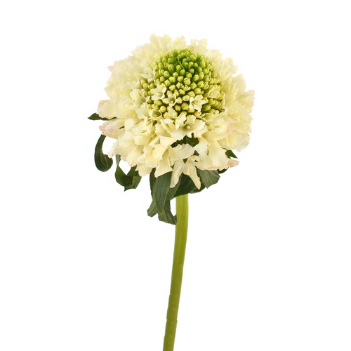 Banana Scabiosa