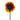 Sunflower Helio Flame