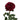Red Xpression Garden Rose