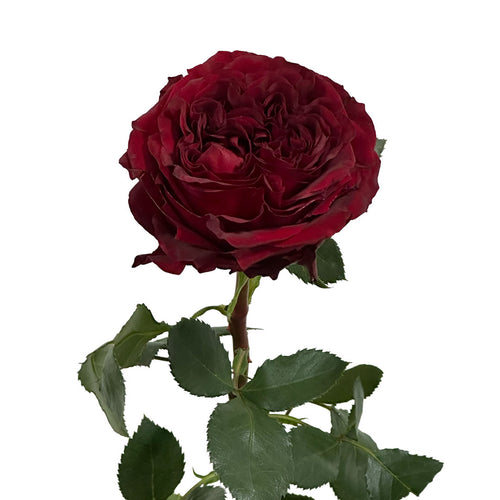 Red Xpression Garden Rose