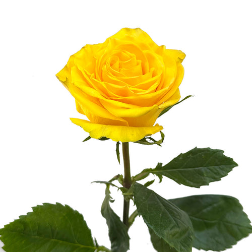 Golden Globe Garden Rose