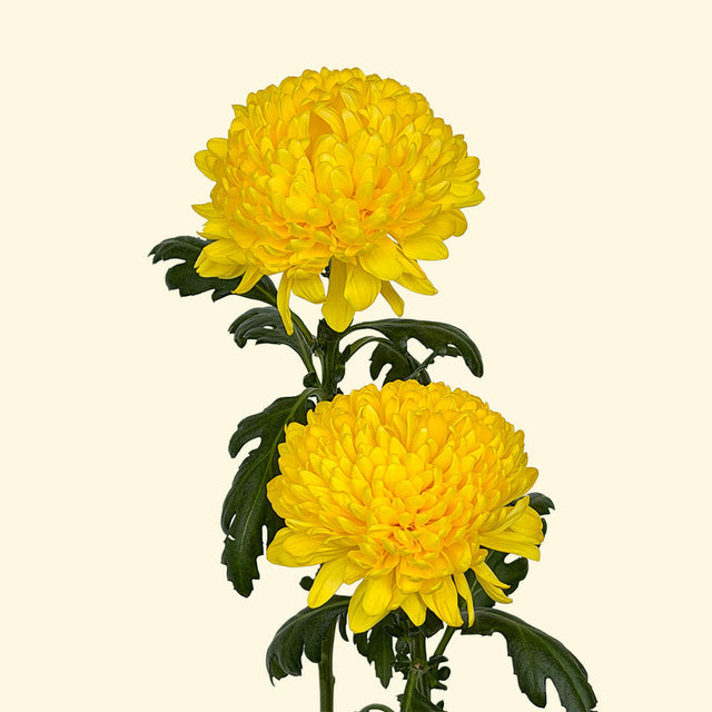 Cremon Gran Canaria | Sami Sacha Flowers