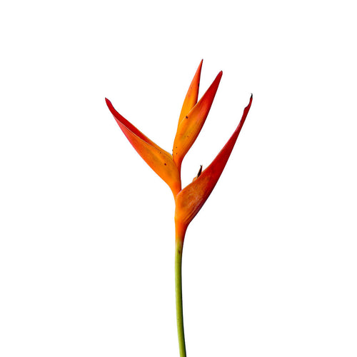 Heliconia Golden