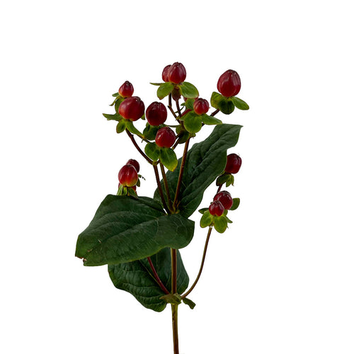 Burgundy Hypericum