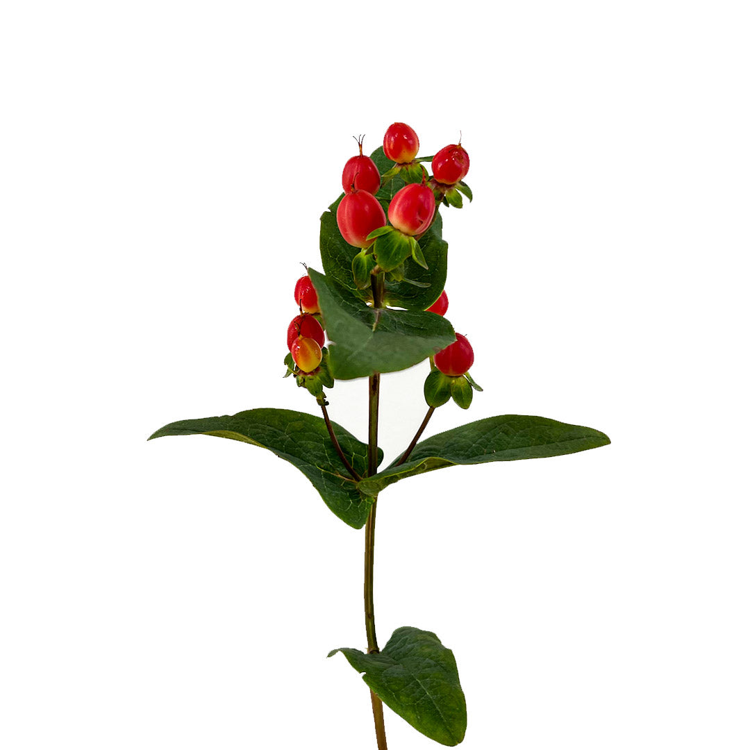 Red Hypericum Berries
